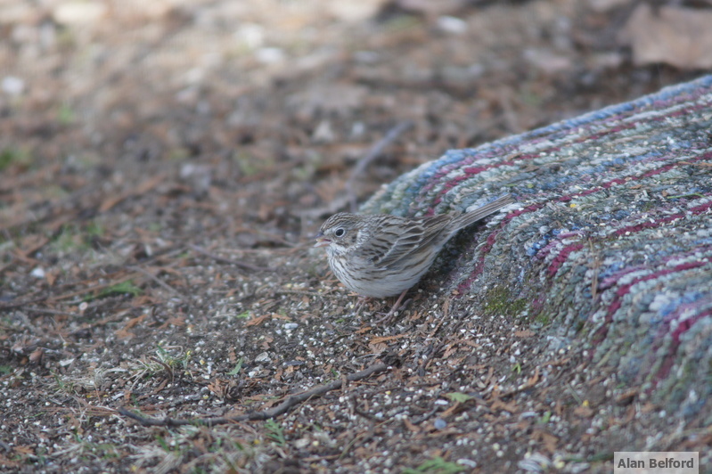 Species like Vesper Sparrows migrate through the fields of the Champlain Valley in early spring.