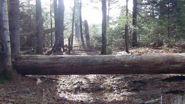 Everywhere nature supplies a confidence course.