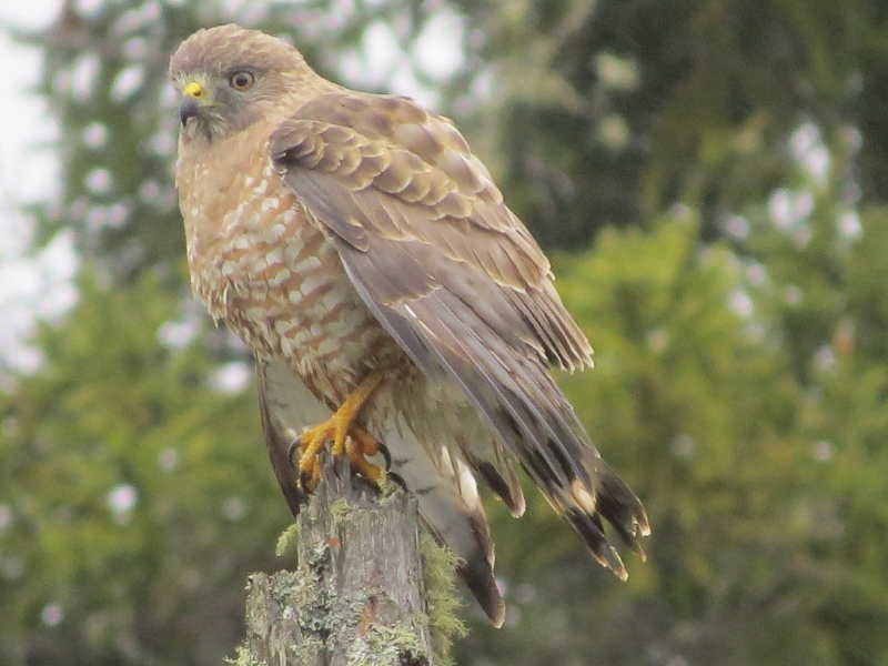 Broad-winged Hawk by Joan Collins