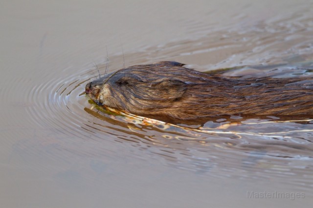 muskrat - Larry muskrat - Larry