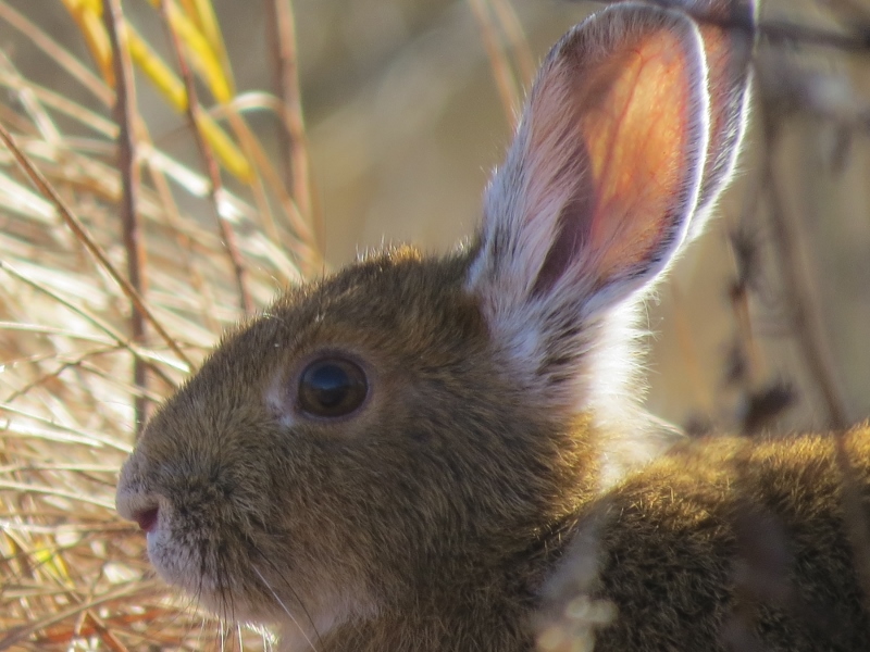 Snowshoe Hare at Massawepie Mire