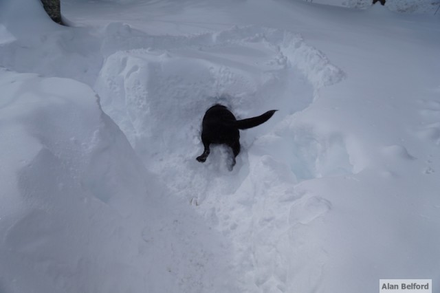 Wren - diving snow pile Wren - diving snow pile
