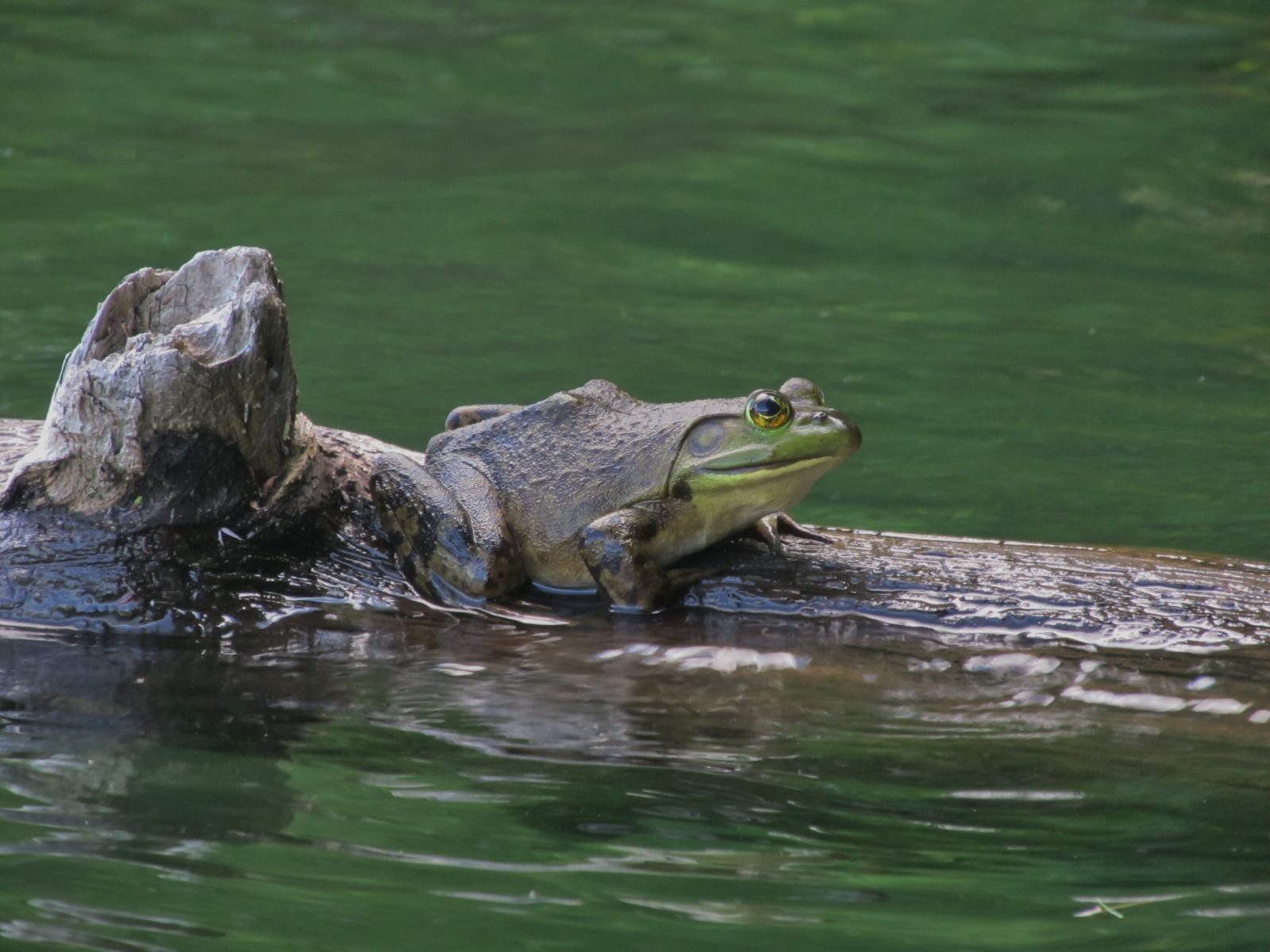 It was a frog day!