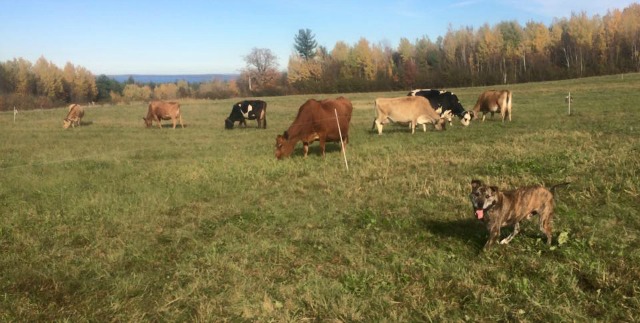 North Country Creamery has a different geography, with more plains, and nearer the coast of Lake Champlain.