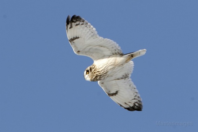 short-eared owl - Larry