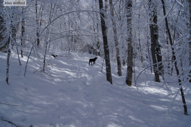 Wren - trail Baker Wren - trail Baker