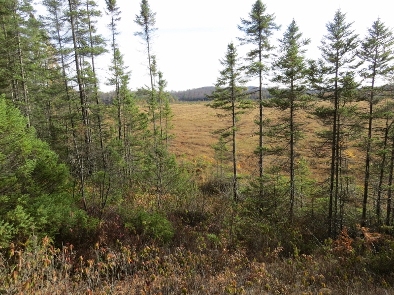View of Spring Pond Bog