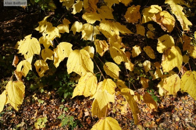 Striped maple Striped maple