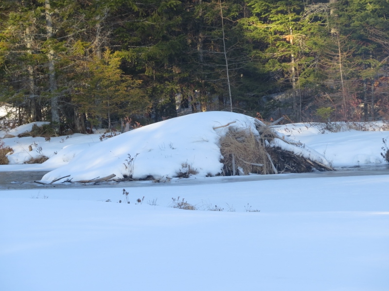 Beaver lodge along the Horseshoe Lake outlet