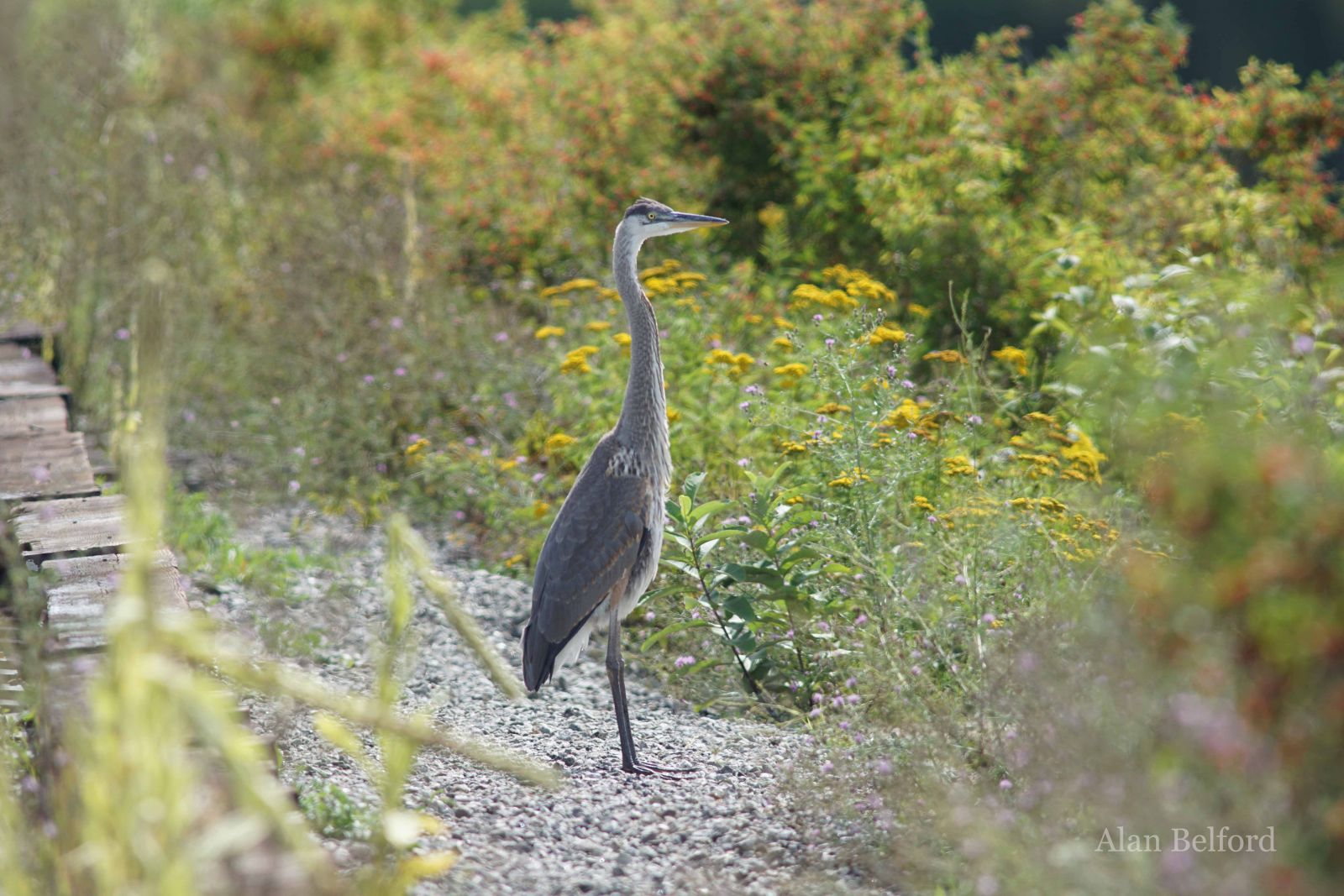 We found a couple Great Blue Herons in the marsh - this image was taken along the railroad tracks on Lake Colby in Saranac Lake. We found a couple Great Blue Herons in the marsh - this image was taken along the railroad tracks on Lake Colby in Saranac Lake.