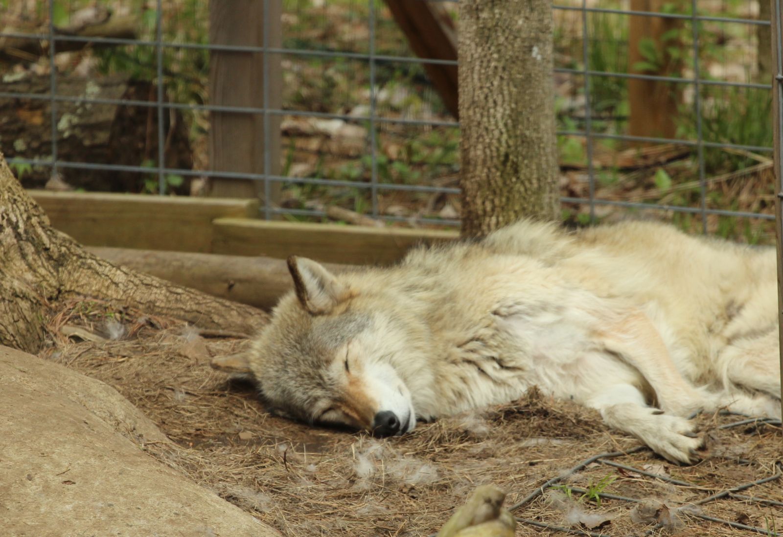 Kiska napping.