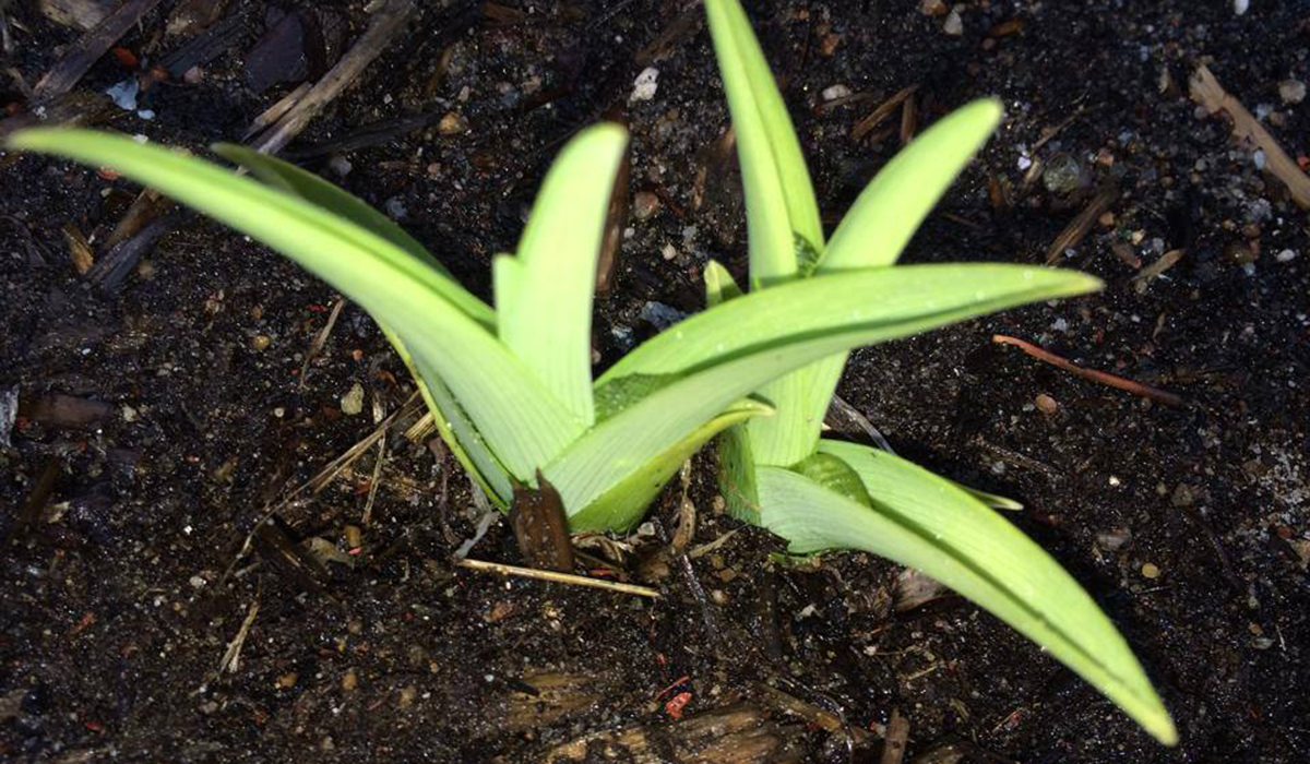 Keep an eye out for the first signs of spring!