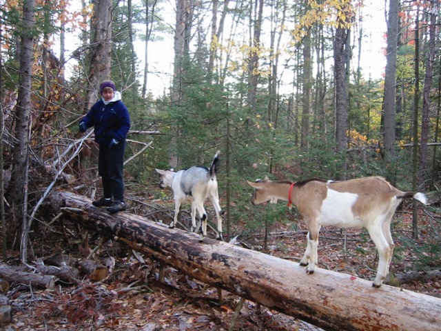 goats are better hikers than people in some ways, because their four nimble feet work on tricky terrain goats are better hikers than people in some ways, because their four nimble feet work on tricky terrain