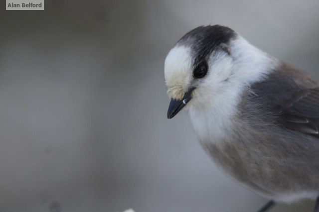 Gray Jay Gray Jay