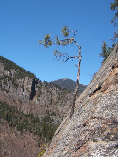 Whiteface