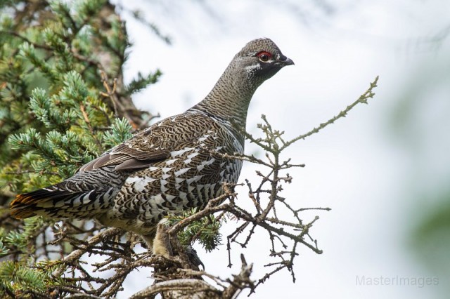 spruce grouse male - Larry spruce grouse male - Larry