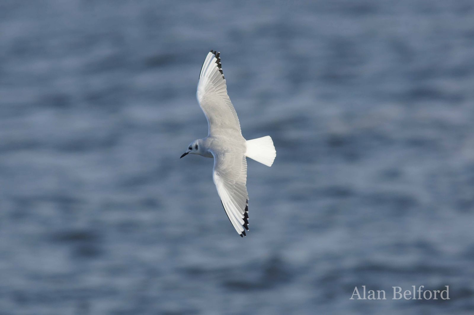 The numbers of Bonaparte's Gulls in the Champlain Valley have been growing.