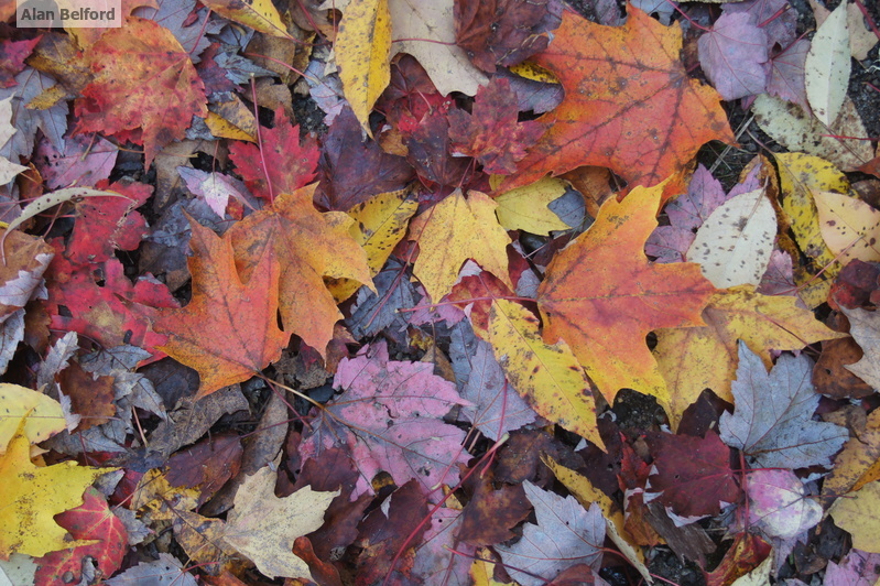 Fall colors are just one reason why this is an amazing time of year. Fall colors are just one reason why this is an amazing time of year.