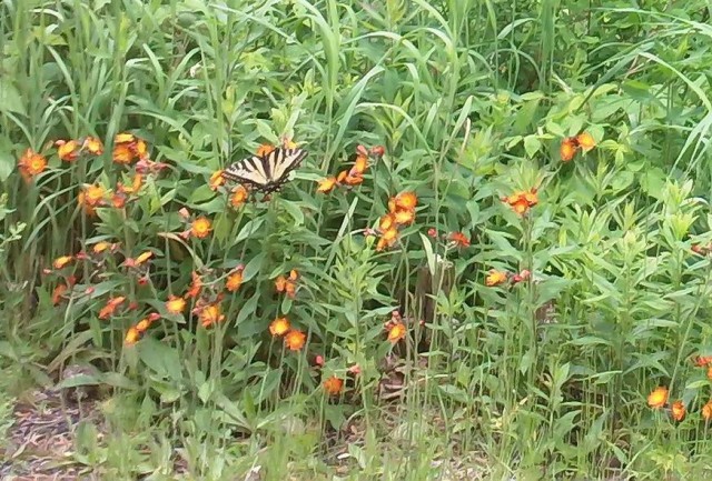 there's lots of wildflowers and butterflies to enjoy as we pedal by. Hawkweed is especially common along the tracks. there's lots of wildflowers and butterflies to enjoy as we pedal by. Hawkweed is especially common along the tracks.