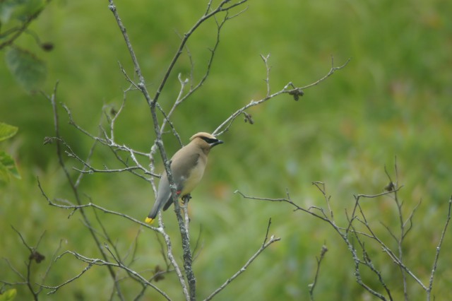 cedar waxwing - Blue Mt Road cedar waxwing - Blue Mt Road