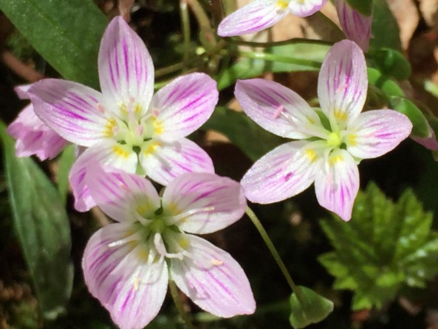 Carolina Spring Beauty along the Ampersand Mountain Trail