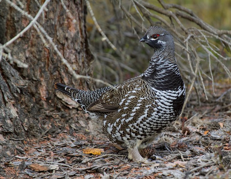 Spruce Grouse