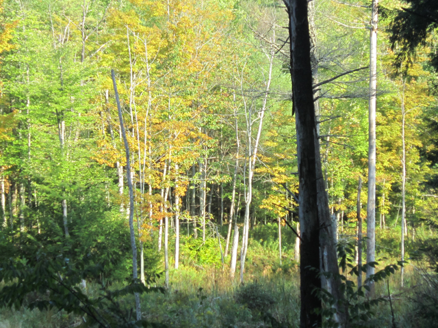 Wetland on Homestead Trail