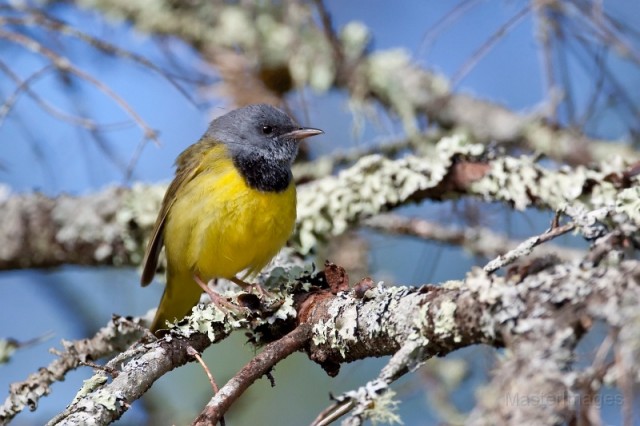 mourning warbler - larry mourning warbler - larry