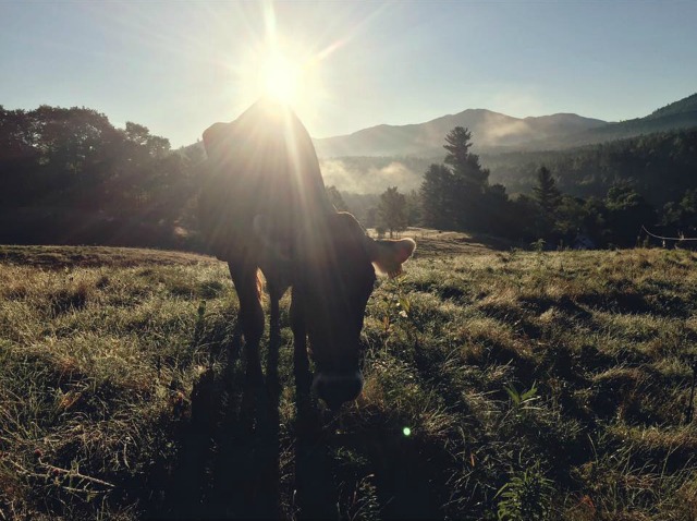 When Sugar House Creamery says the sun rises and sets on their cows, they mean it! (courtesy Sugarhouse Facebook page)