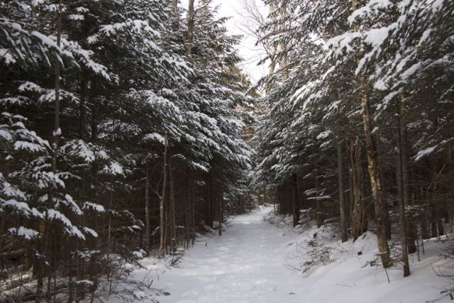 Beginning of the trail on Franklin Falls Rd.