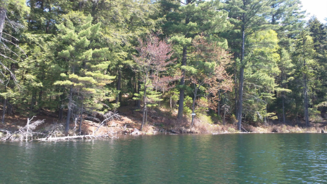 Green Pond really has green water! A view of the green water that paddlers completing the St Regis Canoe Area's Seven Carries canoe route will see during the portion of the paddle on Green Pond.