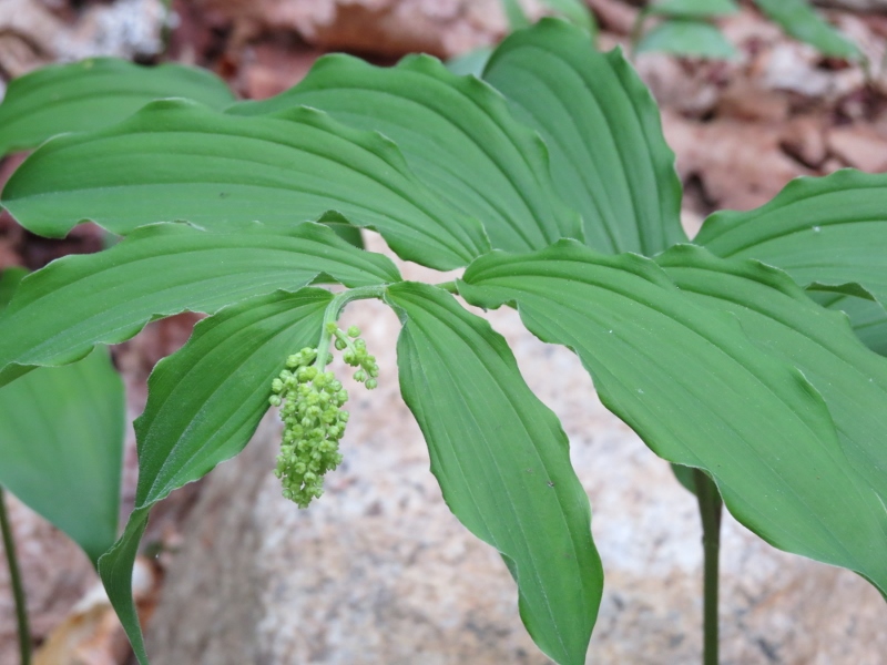 False Solomon's Seal along the Mount Arab trail