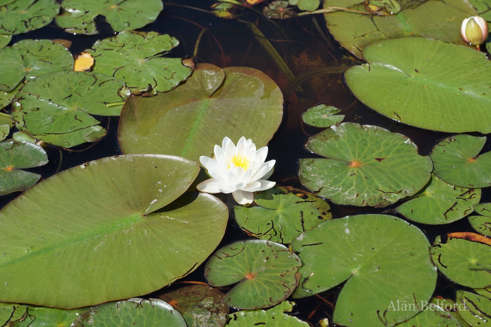 Sweet-scented water lilies covered the edges of the Flow in places with their white blooms! Sweet-scented water lilies covered the edges of the Flow in places with their white blooms!