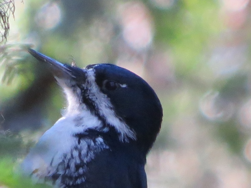 Female Black-backed Woodpecker near the Grass River Flow outlet