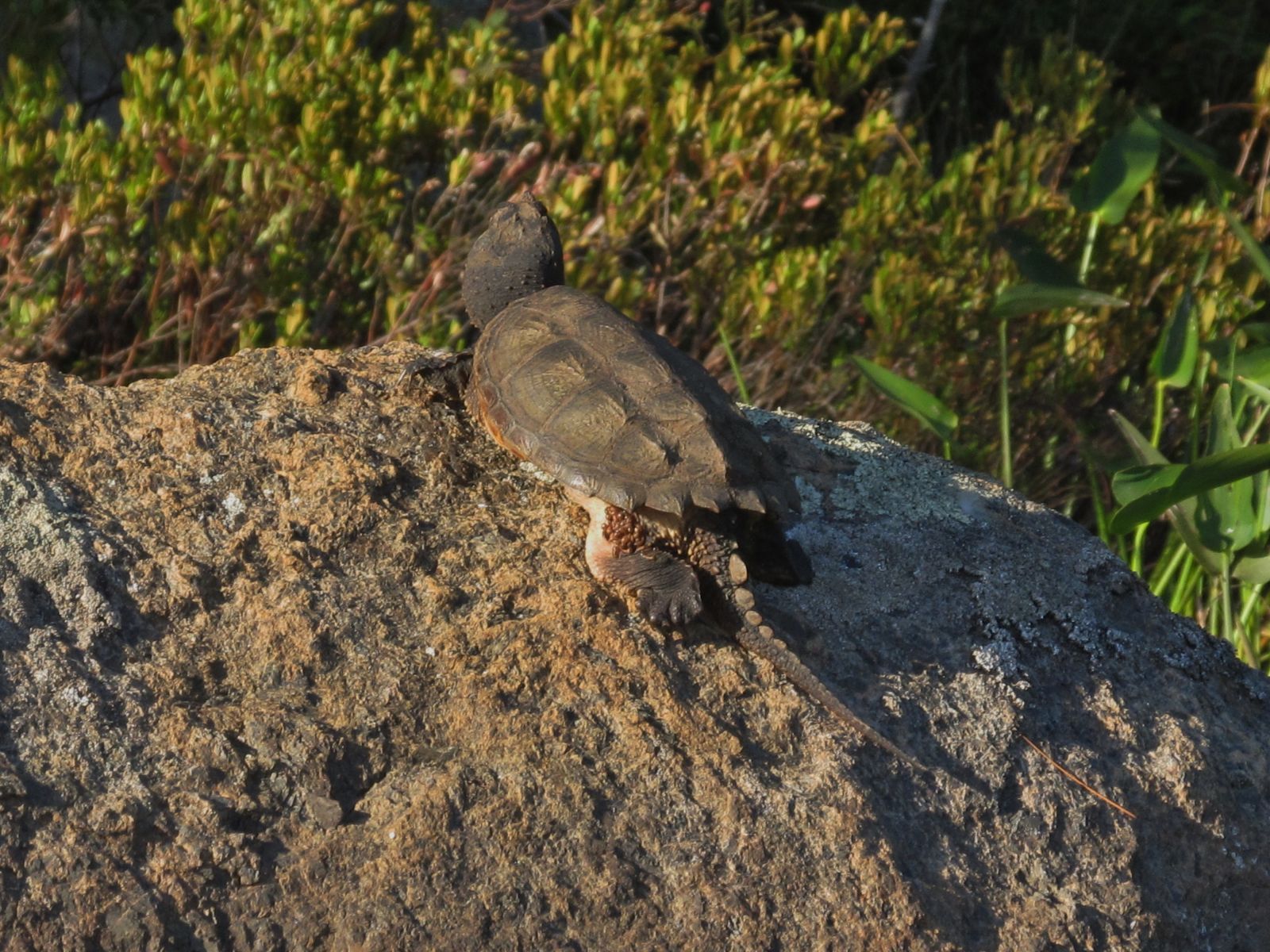 The little Snapper