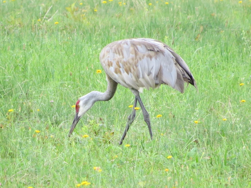 Sandhill Crane along Stetson Road, Photo by Joan Collins