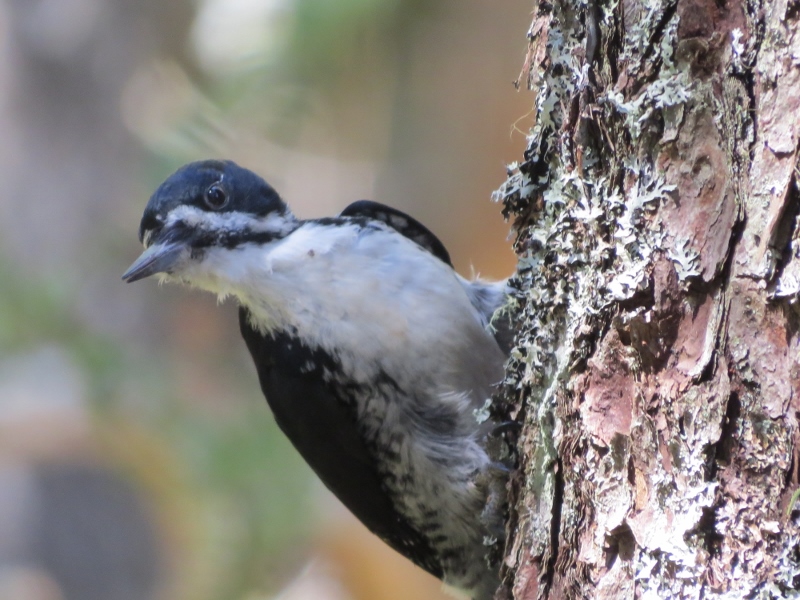 Female Black-backed Woodpecker