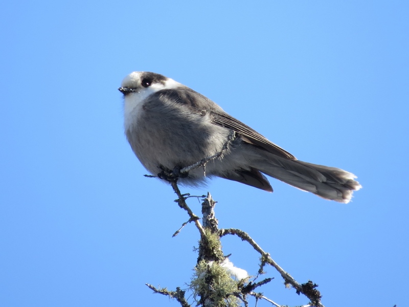 Gray Jay