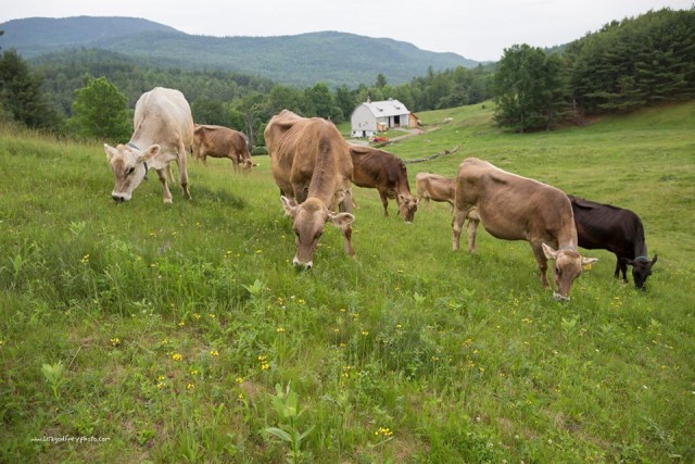 Sugar House Creamery in Upper Jay has a lovely setting. (photo Lisa J. Godfrey)