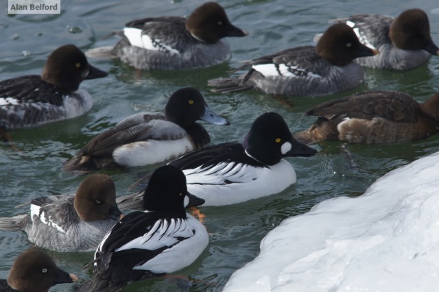 Ducks - Essex