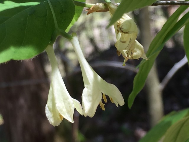 Early Fly Honeysuckle along the Ampersand Mountain Trail