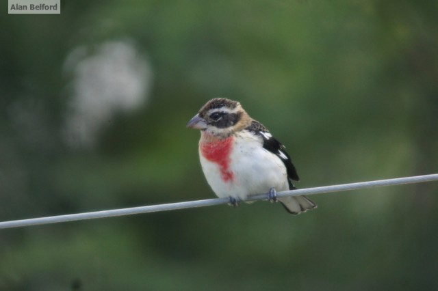 rose-breasted grosbeak rose-breasted grosbeak