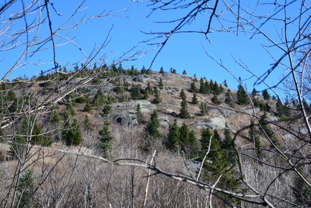 Saddleback