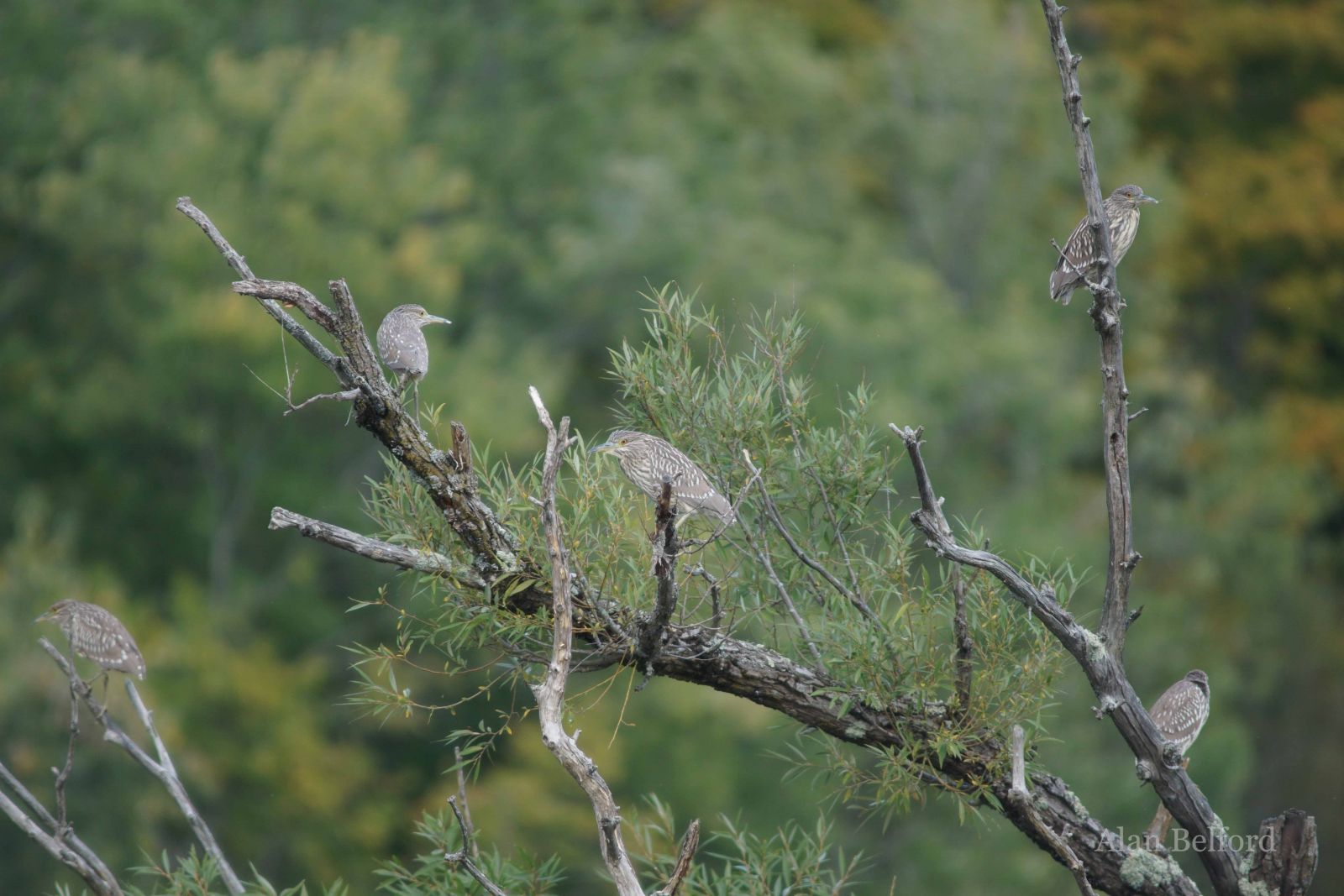 A group of Black-crowned Night Herons sits in a low willow along the river.