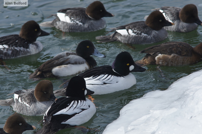 Despite the strong wind, I could still see lots of ducks at Noblewood.