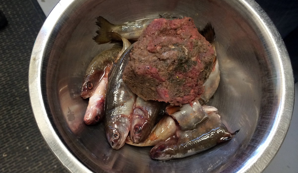 Dinner fit for an otter...