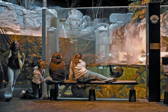 the Wild Center has live otters living there the Wild Center has live otters living there