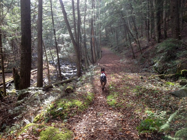 Moose Mt Pond trail