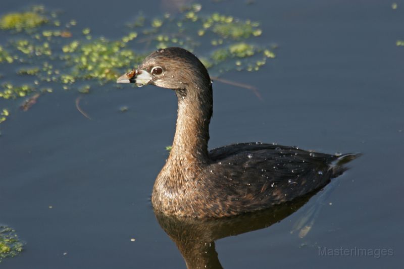 I found Pied-billed Grebes at a few spots during the afternoon. Photo courtesy of www.masterimages.org.