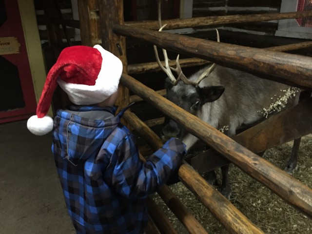 Getting ready to pull the sleigh!